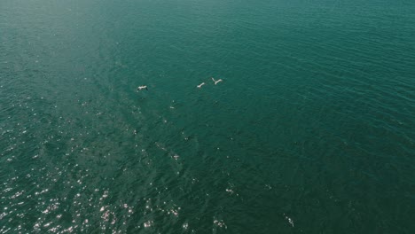 seagulls flight above the ocean in guanacaste, costa rica - tracking