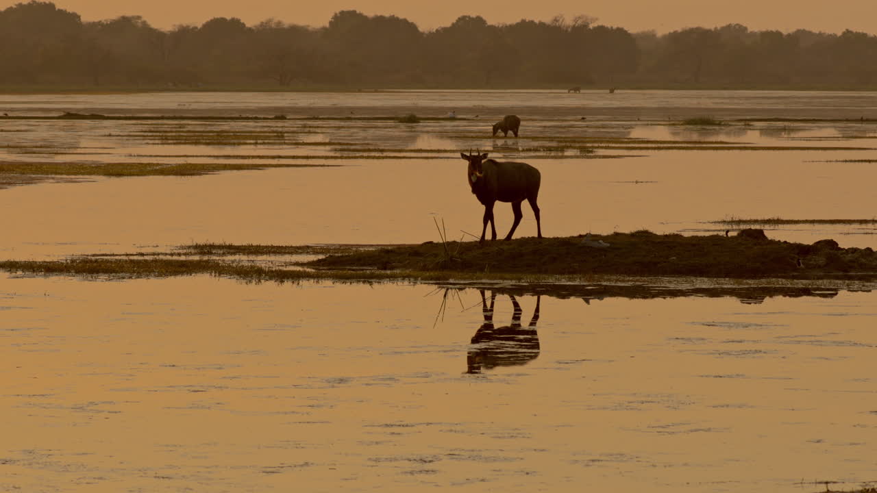 Cattle grazing in the river bank in sunset hour, reddish glow, beauty in nature, India.