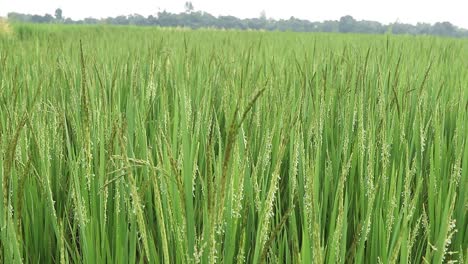 arroz verde maduro en el campo que sopla el viento en jharkhand