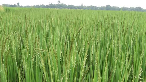 green ripe rice on field being blown by wind in jharkhand