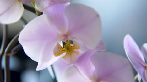 macro shot of beautiful orchid plant with flowers in bloom