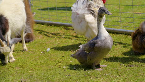 proud gray duck feels your judgements, and ignores them