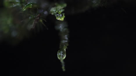 Makro-Nahaufnahme-Von-Wassertropfen,-Die-Von-Grünem-Blatt-Abtropfen,-Zeitlupe