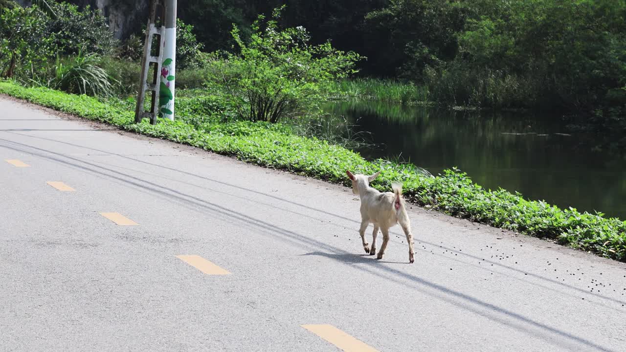 염소 한 마리가 물 근처 의 휘어진 도로 를 가로질러 고 있다