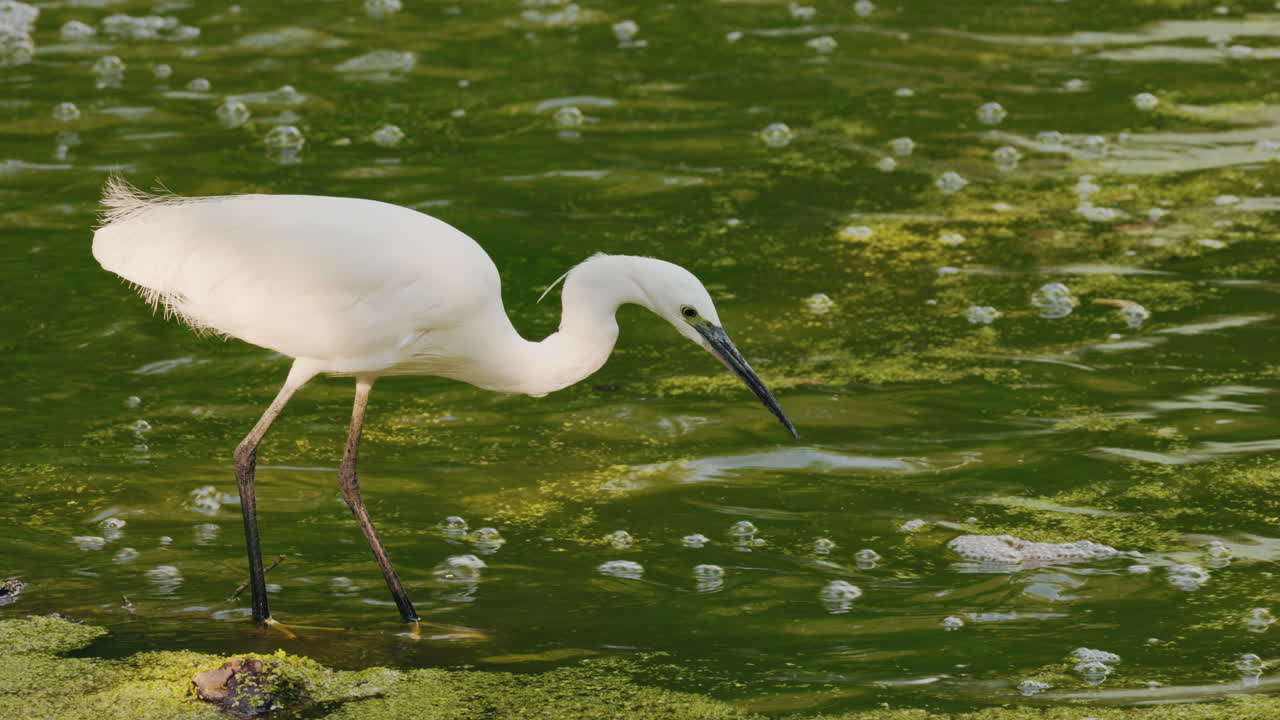 Little Egret in Natural Habitat