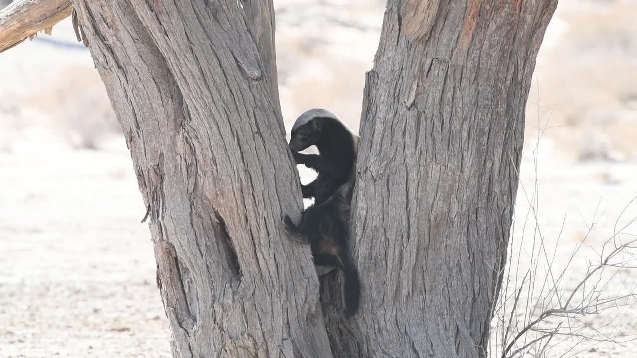 una toma amplia de un tejón de miel alimentándose en un árbol, tratando de romper la corteza de un árbol, parque transfronterizo de kgalagadi