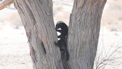 Eine-Totalaufnahme-Eines-Honigdachses,-Der-In-Einem-Baum-Nach-Nahrung-Sucht-Und-Versucht,-Die-Rinde-Eines-Baumes-Aufzubrechen,-Kgalagadi-Transfrontier-Park