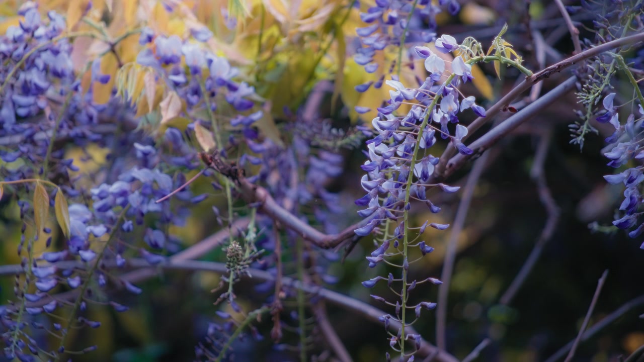 Una pianta con fiori viola che sbocciano, ondeggiando al vento