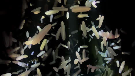 Jellyfish---Beroe-Abyssicola---at-Kamon-Aquarium,-Japan