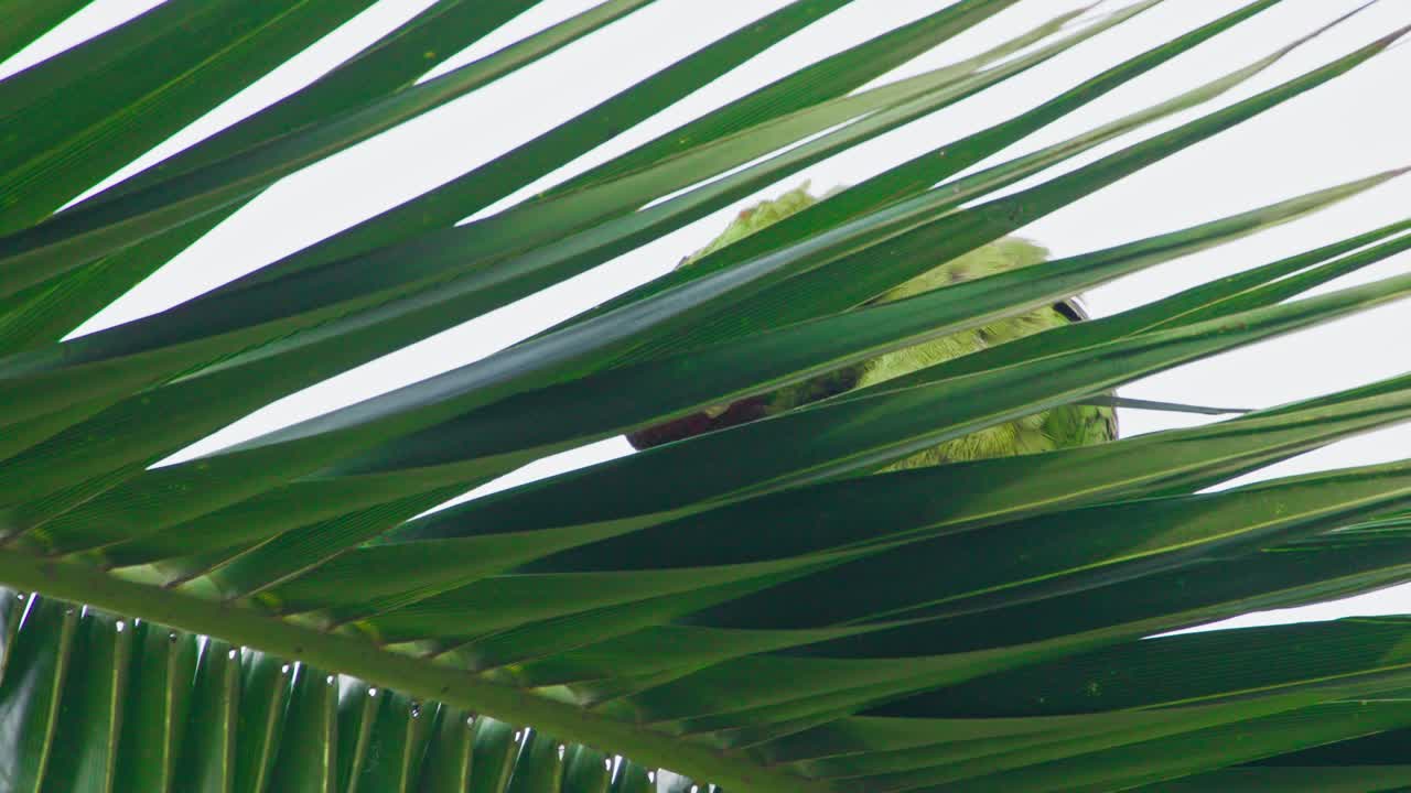 Hidden red-headed parrot behind palm leaves in Miraflores, Lima, Peru