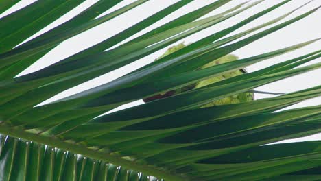 hidden red-headed parrot behind palm leaves in miraflores, lima, peru