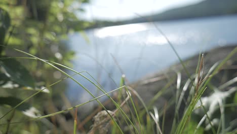 grass that blurs into focus with the reflection of the water