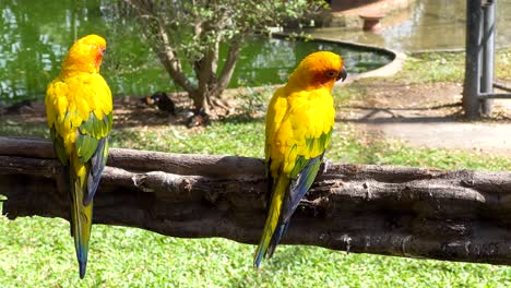 colorful parrots perched on a wooden branch