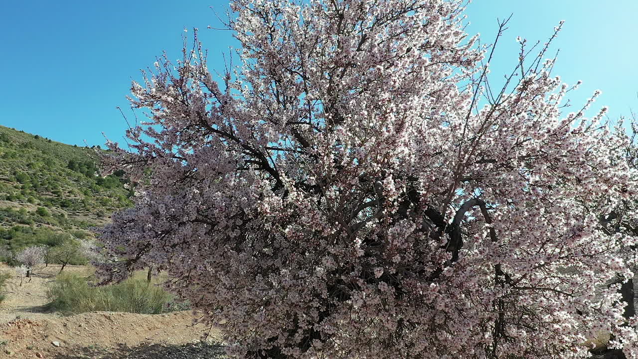 aerial view  of almond tress in bloom