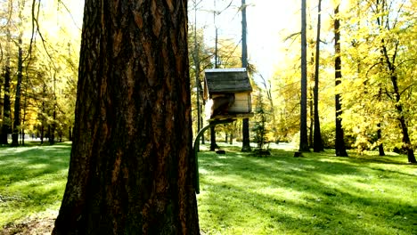 funny squirrel climbs into the feeder on a tree for a nut in the park