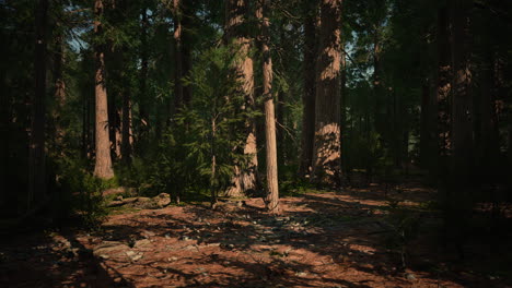 Escala-De-Las-Secuoyas-Gigantes-Del-Parque-Nacional-Sequoia