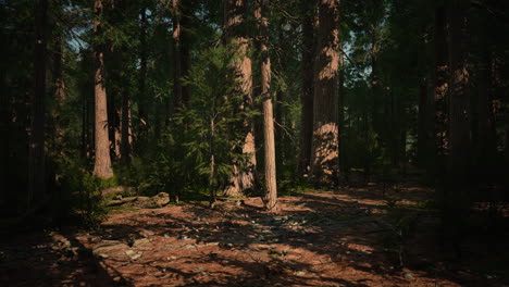 scale of the giant sequoias of sequoia national park