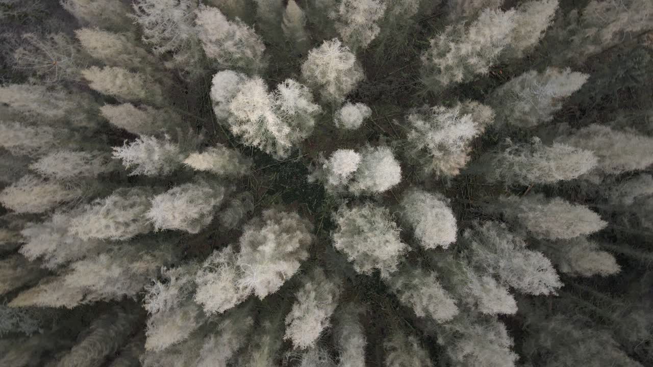 bosque de coníferas seco en renania del norte westfalia, alemania durante el invierno