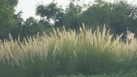 Al-Ain-Zoo,-Al-Ain-Abu-Dhabi,-United-Arab-Emirates---Beautiful-Green-Grasses-Swaying-In-The-Wind-With-Lush-Trees-In-The-Background---Closeup-Shot