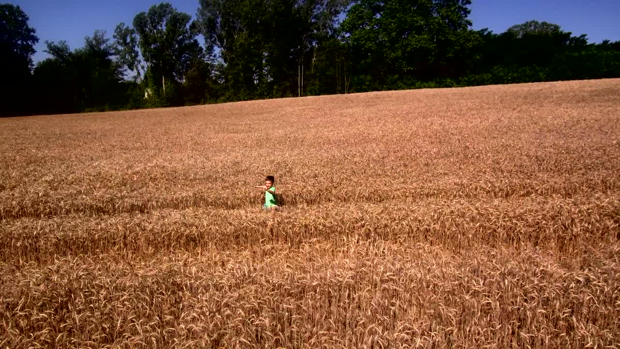 작은 소년은 밀을 가로질러 달려가서 땅에 떨어집니다.