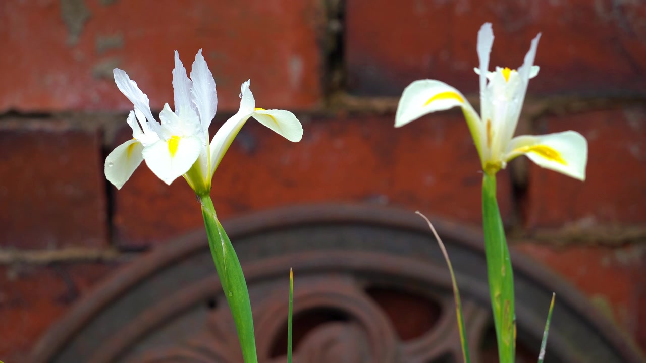 Hvide blomster og et rustent hjul.