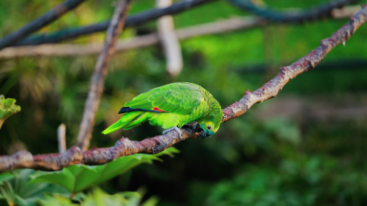 Close up of a green Macaw bird on a branch with a blurred background