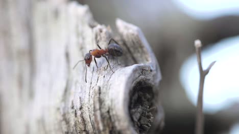 mosquito atacando una sola hormiga de fuego
