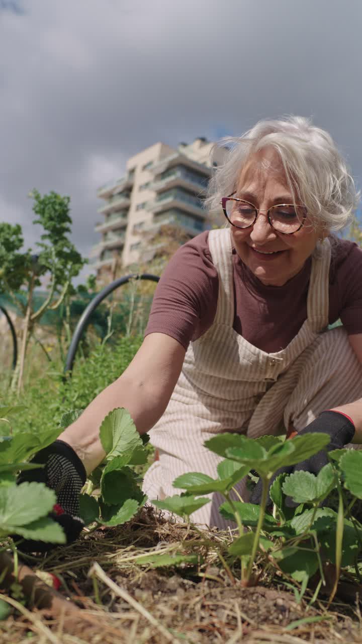 Senior woman harvesting strawberries in urban garden
