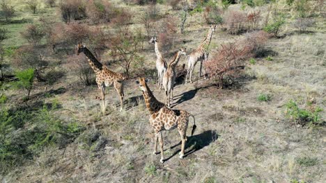 jirafas en el parque nacional de pilanesberg en el noroeste de sudáfrica
