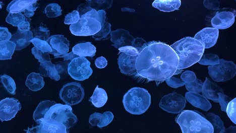 Jellyfish-floating-gracefully-in-dark-water-illuminated-by-neon-blue-and-purple-lights