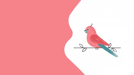 video en 4k de un loro rosado de dibujos animados sobre un fondo blanco.