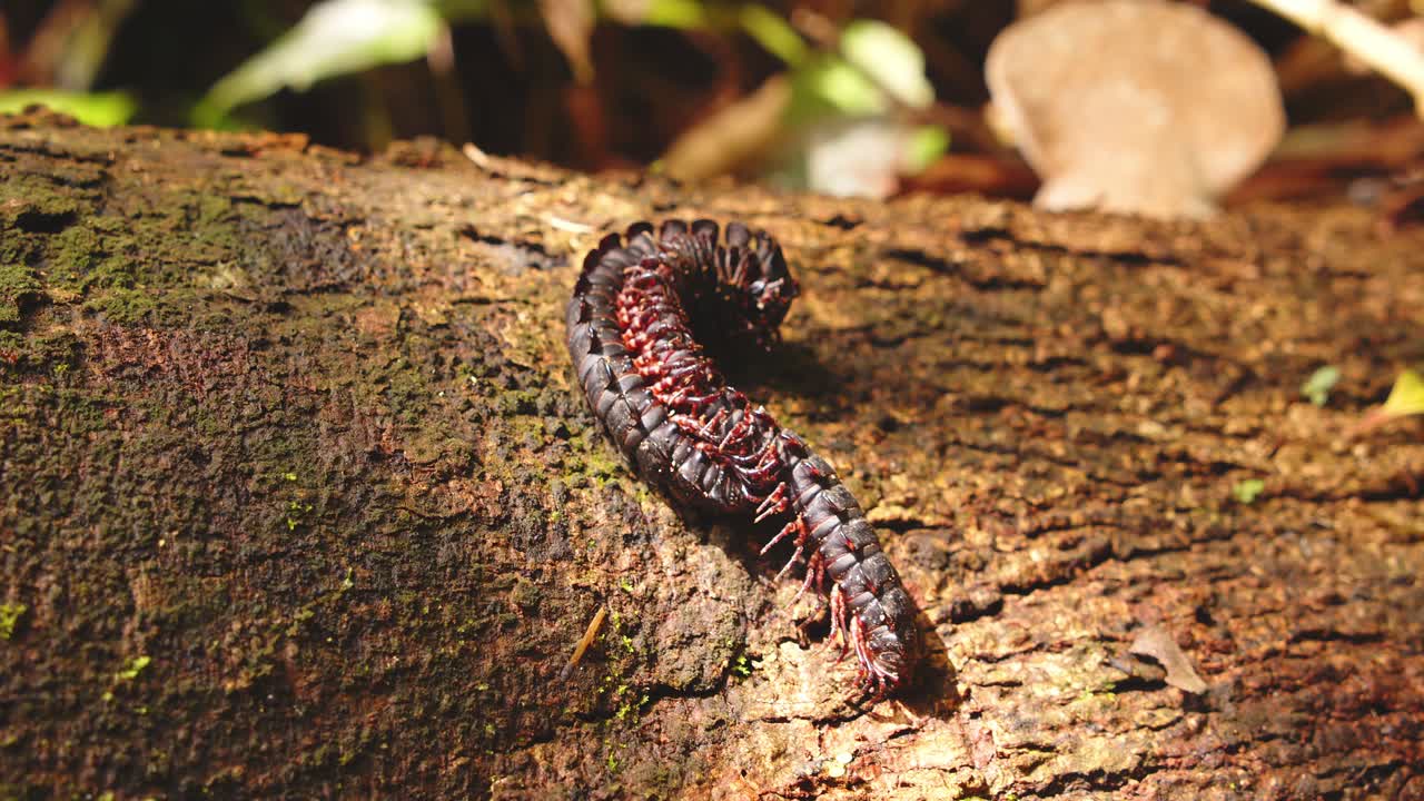 Two millipedes mate on a wooden log in the undergrowth of Peru’s dense Amazon rainforest.