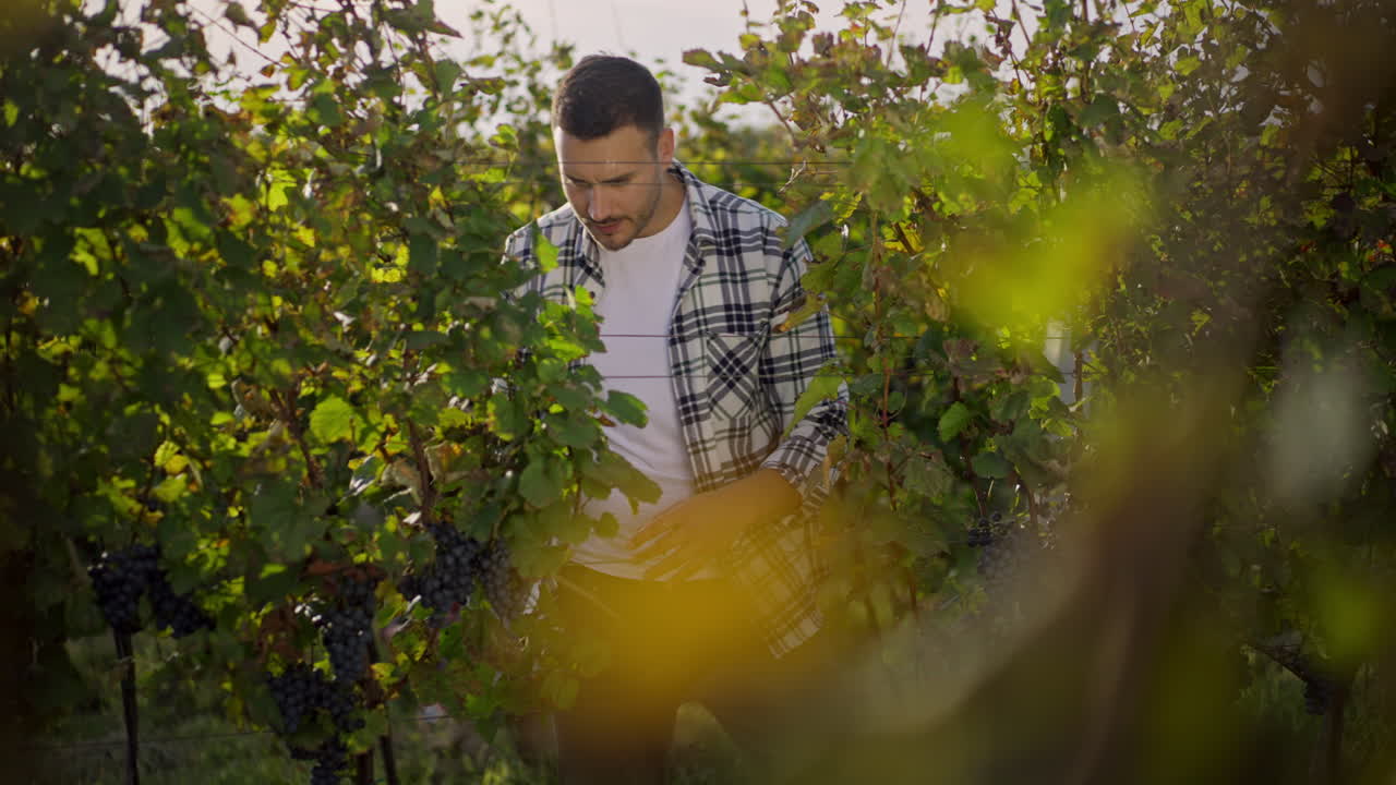 Man harvesting grapes in vineyard