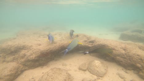 tropical fish in hanauma bay, oahu