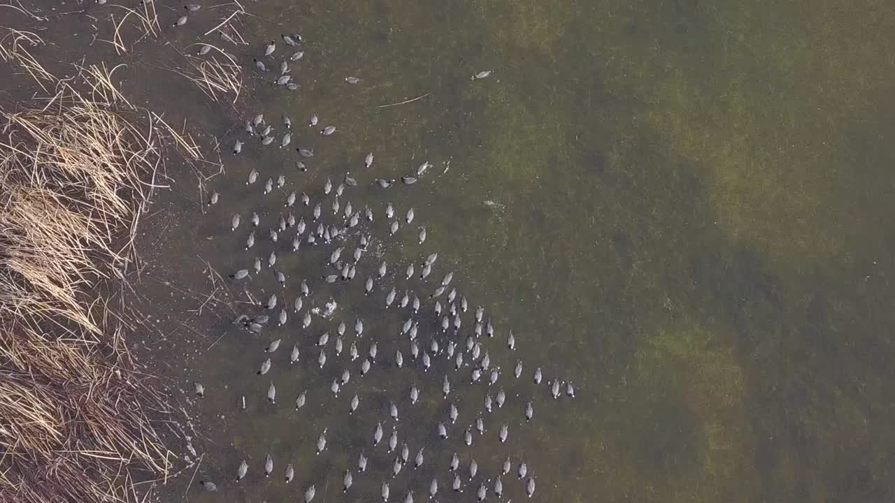 Raft of American Coots fish in shallow green water of wetland pond