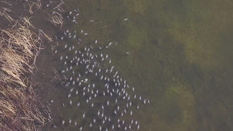 raft of american coots fish in shallow green water of wetland pond