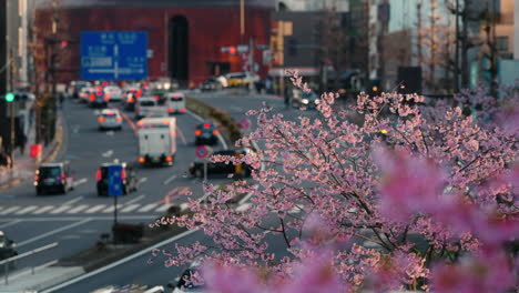 cherry blossoms in a busy city street