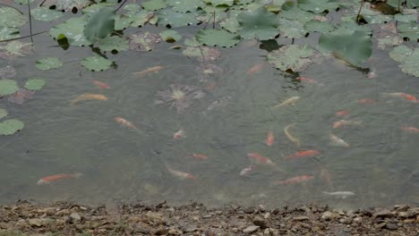 Una-Toma-De-Peces-Koi-Nadando-A-Lo-Largo-De-Una-Orilla-Poco-Profunda-De-Un-Estanque-De-Jardín,-Los-Peces-Salen-Disparados-Agresivamente-Del-Agua-Para-Alimentarse-De-La-Orilla