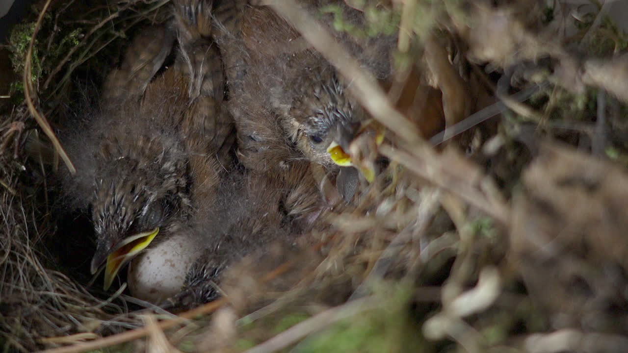 Three Carolina Wren nestlings and an unhatched egg in a nest