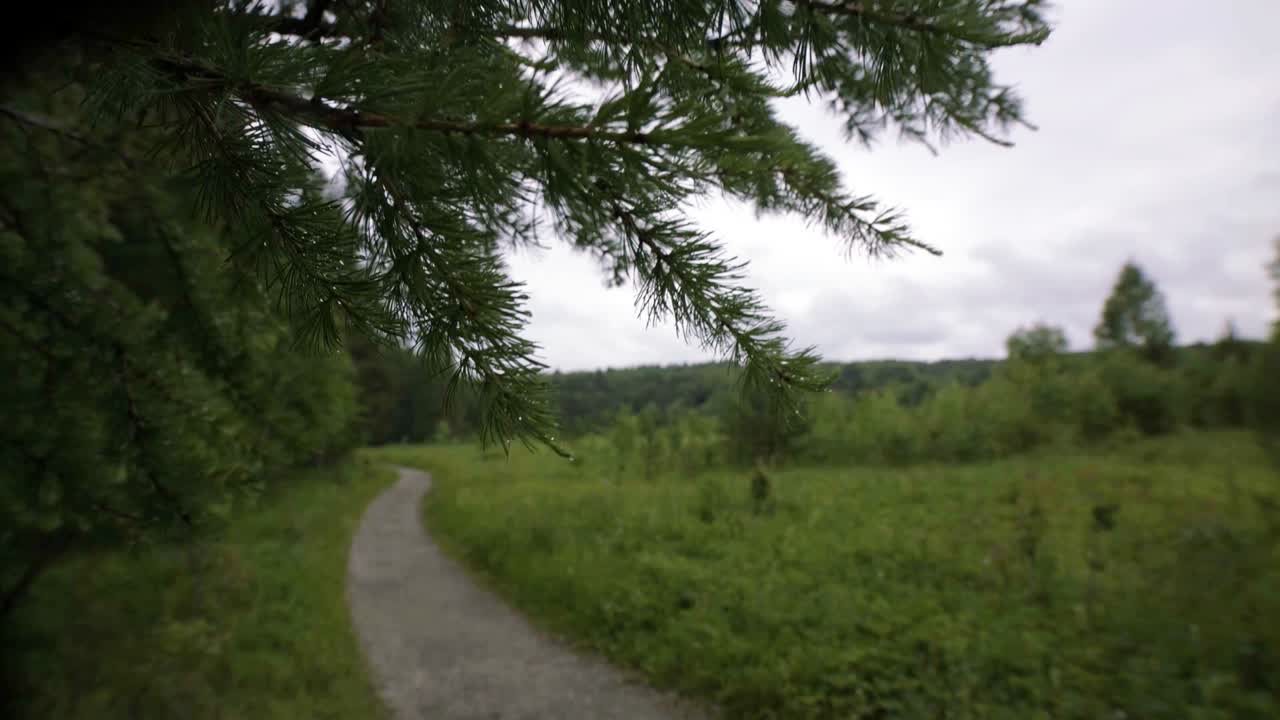 구름이 많은 날의 숲길