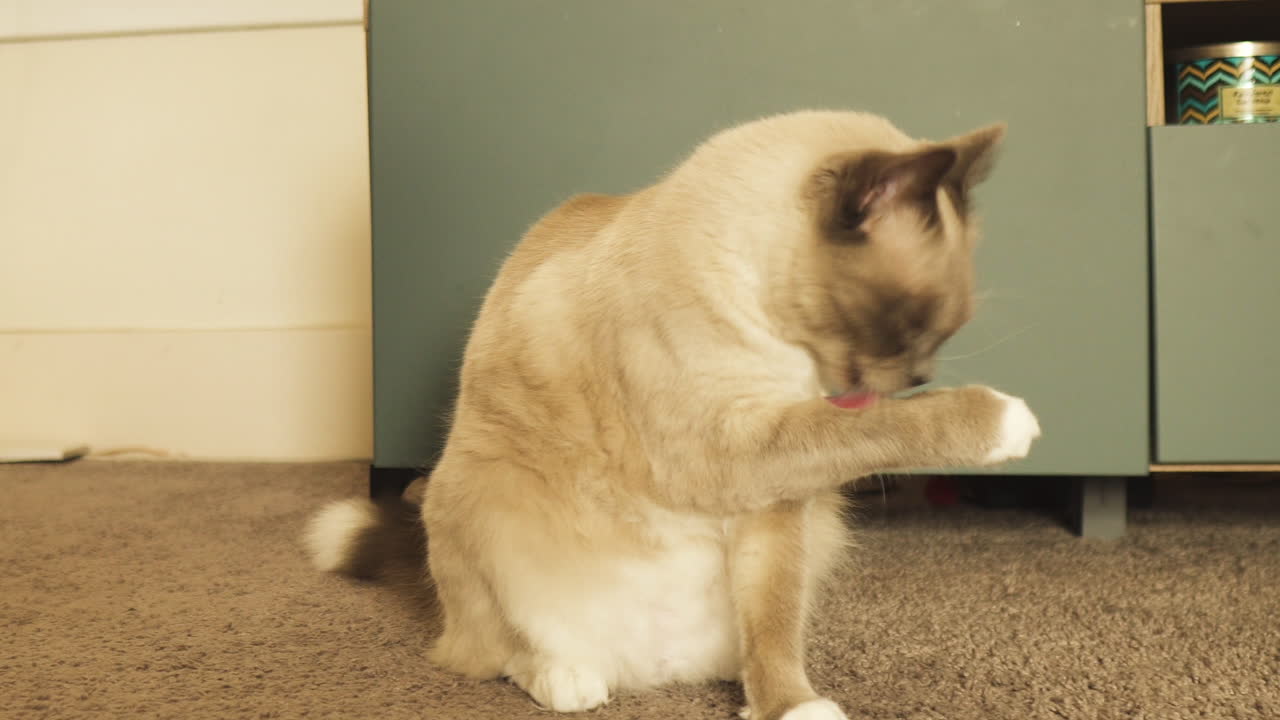 Gato siamês doméstico Seal Point fazendo a higiene em casa, plano médio com movimento de câmera para a esquerda