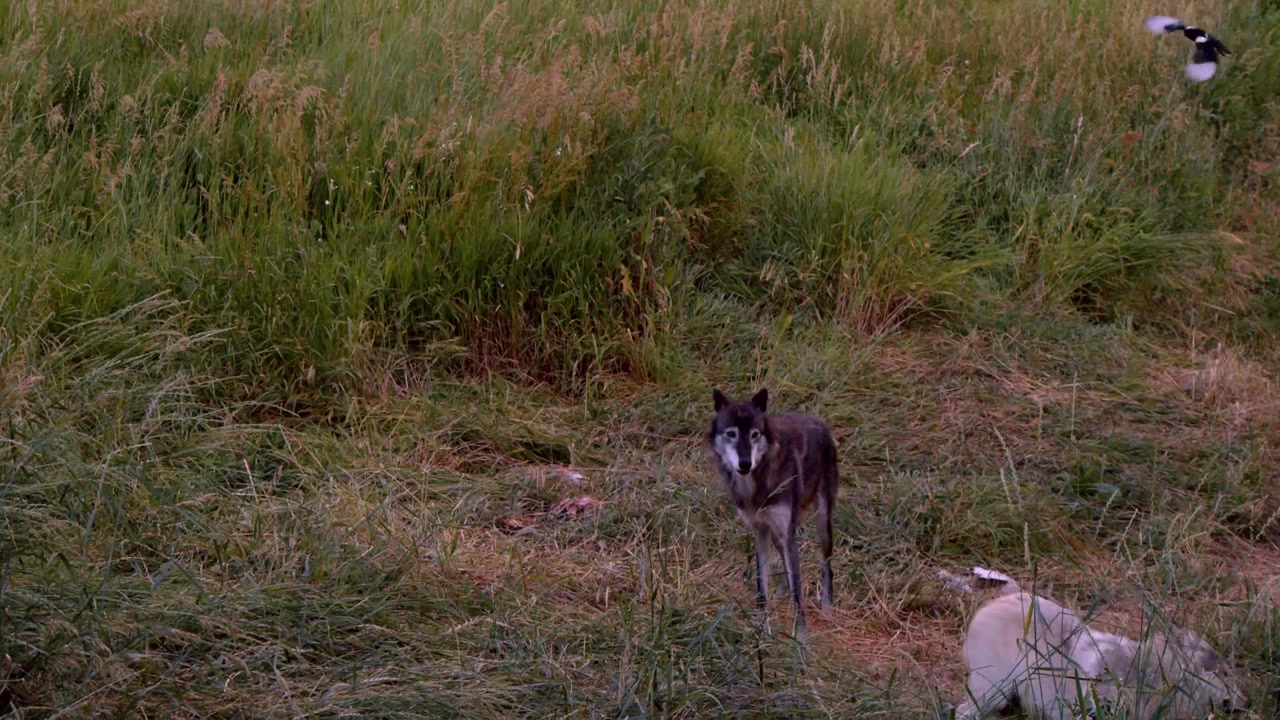 A grey wolf named Koa.