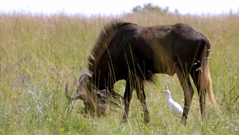 Close-Shot-Of-Black-Wildebeest-Grazing-In-Green-Field-Near-White-Bird
