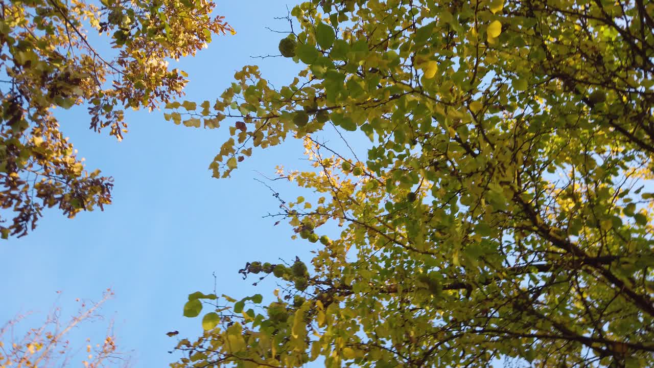 Crowns of autumn trees with yellow, orange and green leaves. Blue sky on a sunny day around nature.