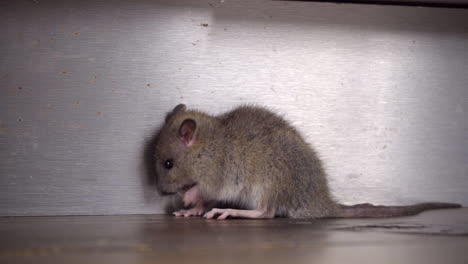 primer plano de una joven rata noruega marrón sentada en el suelo de la cocina, lavándose y arreglándose con sus patas delanteras