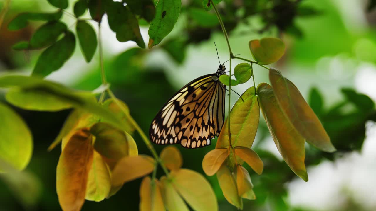 majestuosa mariposa colorida sentada en la hoja de la planta, vista de órbita portátil