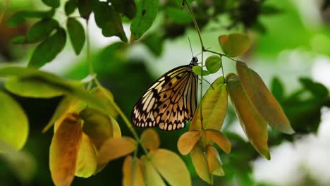 Majestuosa-Mariposa-Colorida-Sentada-En-La-Hoja-De-La-Planta,-Vista-De-órbita-Portátil