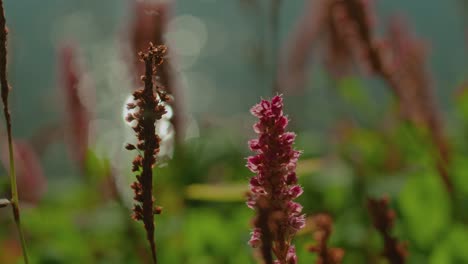 flor morada junto a la orilla del río con el sol reflejado en el agua fuera de foco