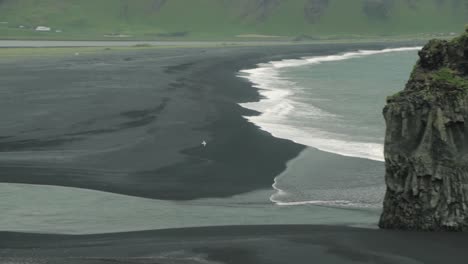 A-seagull-flies-over-a-black-sand-beach-in-Iceland