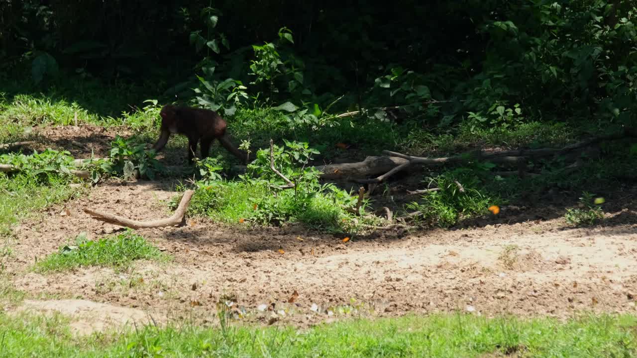 숲의 그늘에서 왼쪽으로 걸어가는 성인 개인, 나비가 날아다니는 모습